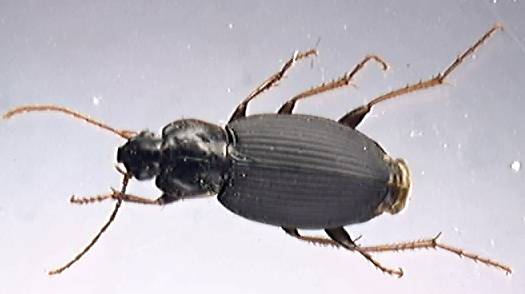 Calathus piceus